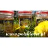 Syrop z mniszka lekarskiego 0,5 l
